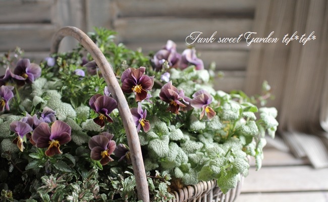 サボテン♡バスケット zakipan0227さま専用ページ バスケット他 多肉植物寄せ植え