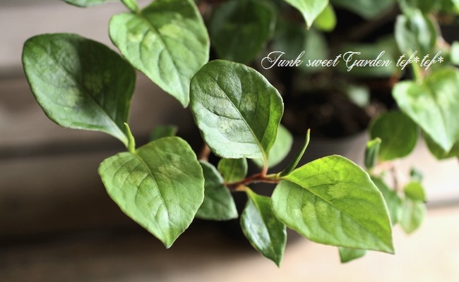 <i>Persicaria capitata<i><i><BR><BR>���꡼��Ϥ�������<BR>�ڥ륷���ꥢ<BR>�إ��꡼���
