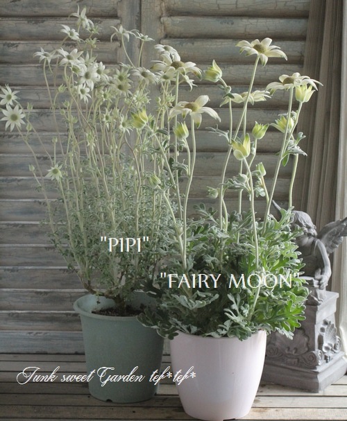 <i>Actinotus helianthi<BR><BR>�����ʼ�ե��ͥ�ե��إԥԡ�