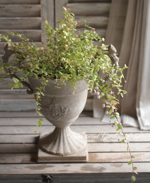 I Sphyrospermum Buxifolium I Br Br 真珠こけもも すべての商品 Junk Sweet Garden Tef Tef