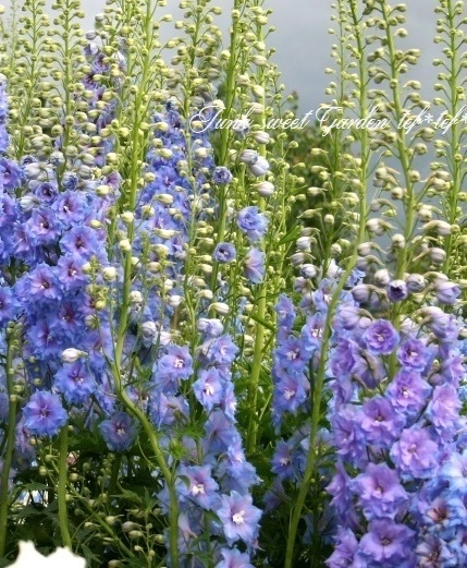 デルフィニウム デルフィニウム 『ハンキードリー』 スカイブルー | すべての商品