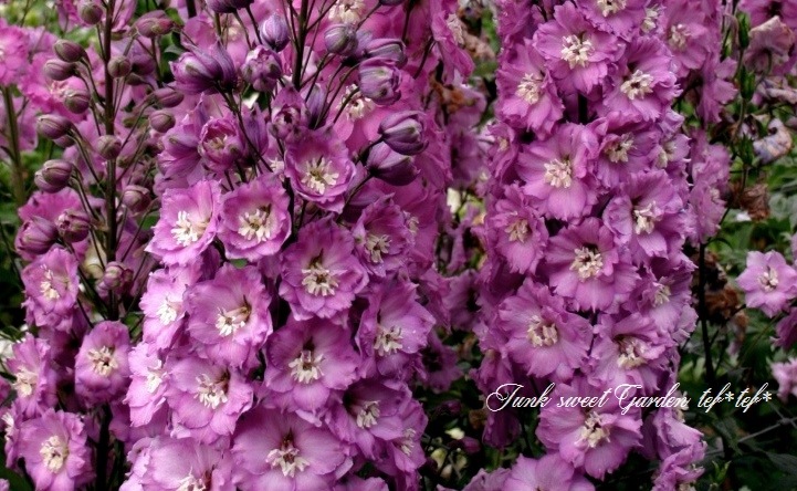 デルフィニウム Flower Species,デルフィニウム | Junk sweet Garden tef*tef*