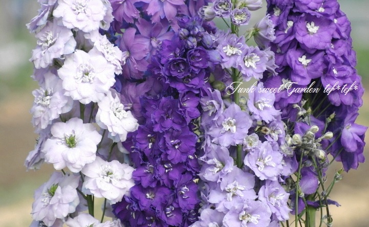 <i>Delphinium</i><BR><BR>�ǥ�ե��˥��ࡦ���֥�<BR>�إߥ��ƥ��⡼������