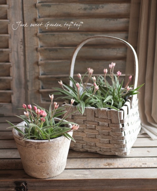 Ȭ�ź餭���åĺ� �����ɥҥݥ��������إ��塼��å׺餭��