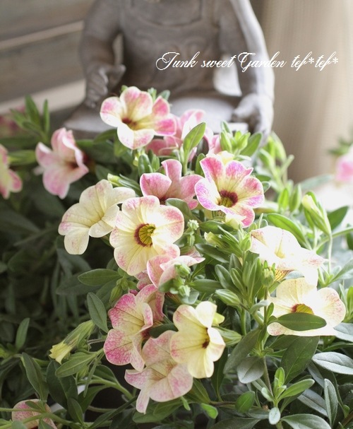 カリブラコア・カメレオン 『ピンクグレイス』 | すべての商品