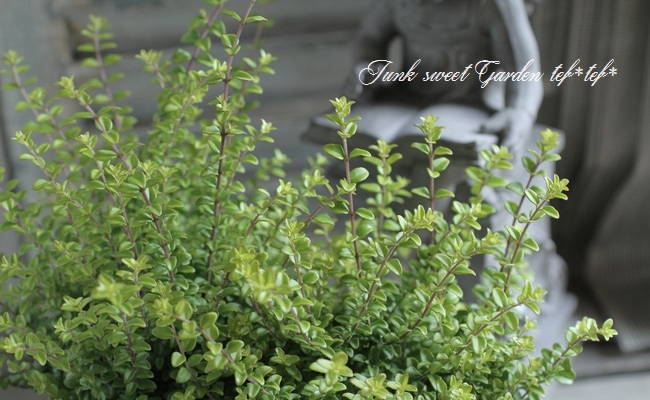 ロニセラ ニティダ オーレア すべての商品 Junk Sweet Garden Tef Tef