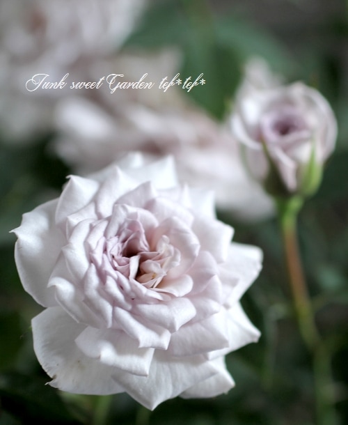 ミニバラ 『ウィンターマジック』 強香 | すべての商品 | | Junk sweet