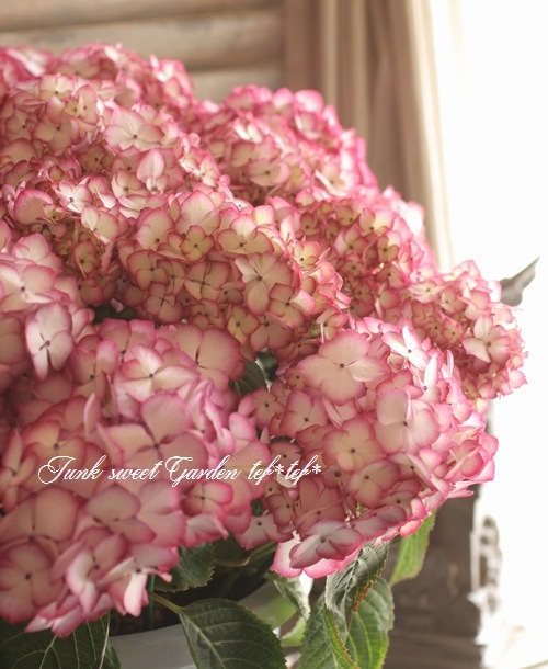 <i>Hydrangea</i><BR><BR>����ȭ�����۲�<BR>��BENI�ѡ��ץ��