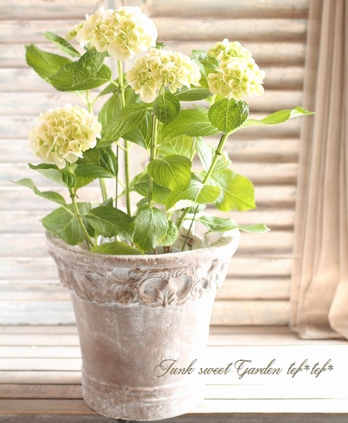 <i>Hydrangea</i><BR><BR>۲<BR>إۥ磻ȥ󥸥