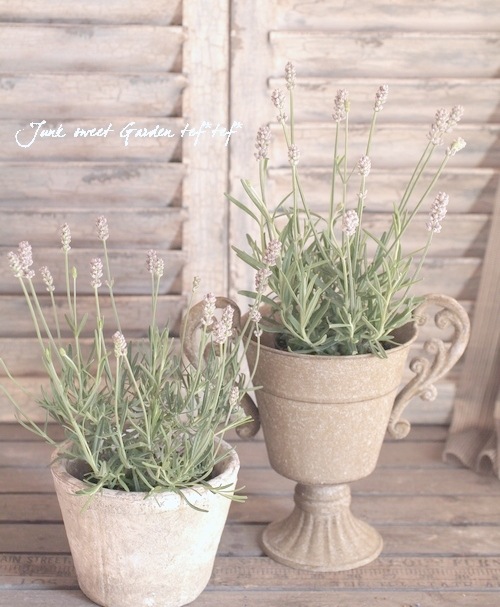 ペンハリガン　ラバンデュラ　LAVANDULA ラベンデュラ オードパルファン(ペンハリガン)の通販・口コミ | 化粧品