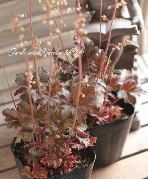 <i>Heuchera hybrid</i><BR><BR>ҥ塼<BR> إСǥ