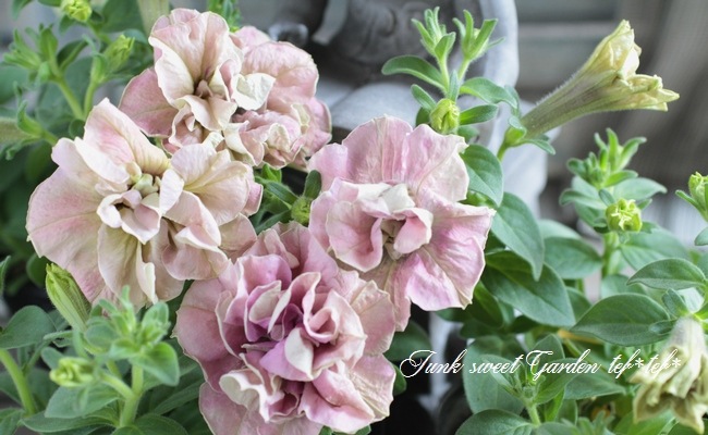 朝倉ロマン ペチュニア 八重 ぽっちゃりピンク すべての商品 Junk Sweet Garden Tef Tef