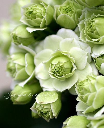 <i>Kalanchoe</i><BR><BR>äο<BR>󥳥<BR>إѥ-륰꡼-