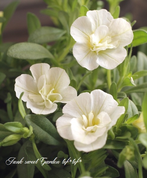 <i>Calibrachoa sp</i><BR><BR>Ȭź餭֥饳<BR>ڥƥ֥<BR>إ֥ۥ磻ȡ
