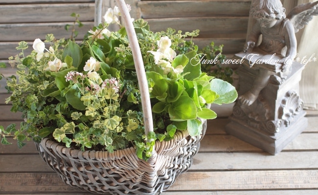 親株 フローレンシアエ 親株現物販売 親株 フローレンシアエ 親株現物販売 【公式通販】