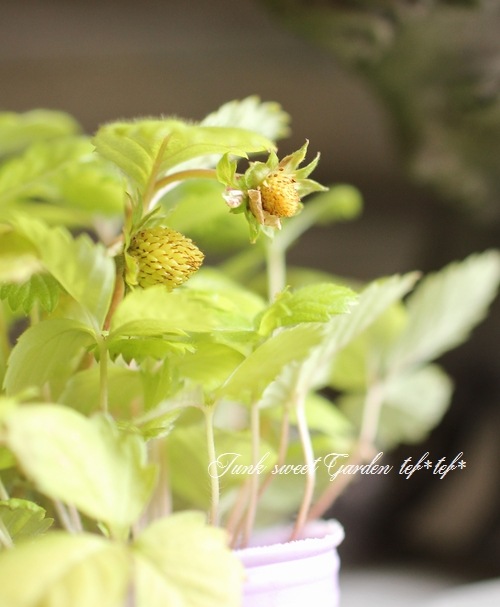 <i>Fragaria vesca</i><BR><BR>�磻��ɥ��ȥ��٥꡼<BR>�ؤ椦�ӥ�����ɡ�