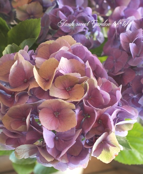 紫陽花 i>Hydrangea</i><BR><BR>秋色紫陽花<BR>カメレオン『大空』<BR>ブルー