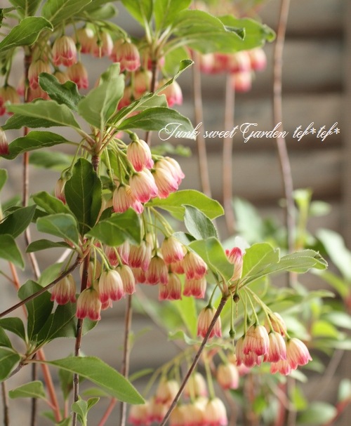 <i> Enkianthus perulatus</i><BR><BR>���ȹ��ӥɥ�����ĥĥ�