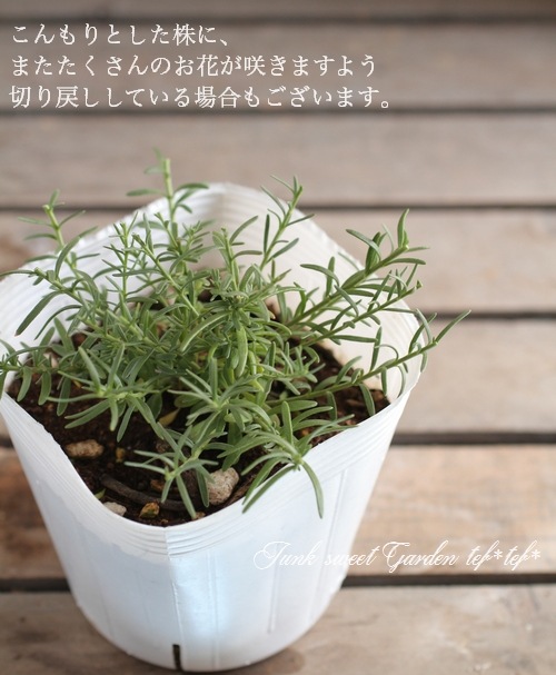 �ˡ����٥륮�����������������إۥ磻�ȡ�