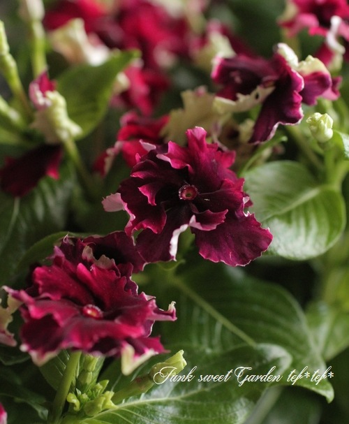 <i>Catharanthus roseus</i><BR><BR>�˥��˥�����<BR>�ե�󥸥ӥ�<BR>�إ磻��ե�󥸡�