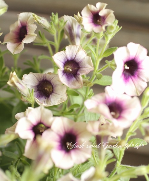 <i>Petunia x hybrida</i><BR><BR>�ڥ���˥����襳�ϥ�<BR>�إԡ����ե���ǡ�������