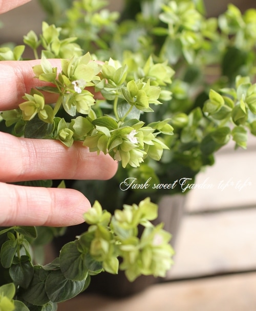 �֥��쥬�Ρ��إǥ��󥰥�ե����꡼�� ����