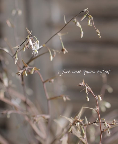 tef*tef*󤻿<BR>2015 * no67 *<BR><BR>ץΡߥ󥿥٥꡼