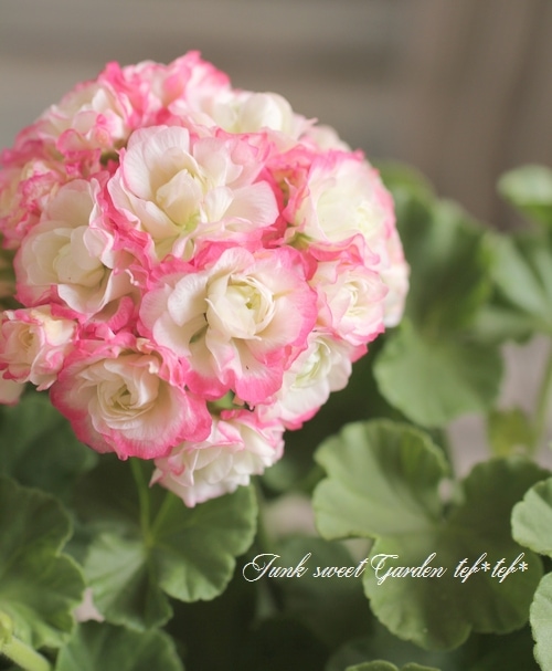 i>Pelargonium×hortorum</i><BR><BR>八重咲きゼラニウム<BR