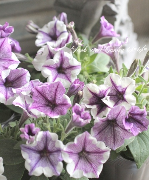 <i>Petunia��hybrida</i><BR><BR>�ڥ���˥����ץ쥸�㡼<BR>�إۥ磻�ȥ�٥������������