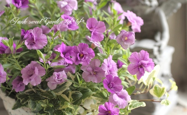 tef*tef*󤻿<BR>2015 * no78 *<BR><BR>Ȭť֥饳