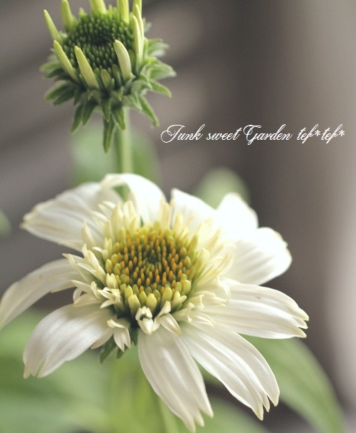 八重咲きエキナセア 『ホワイトダブルデライト』 植えっぱなしOK