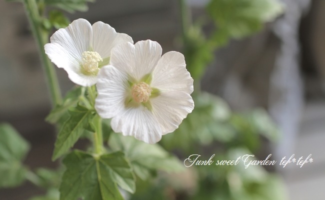 <i>Anoda dilleniana</i><BR><BR>���Υ�<BR>�إ���С����åס�