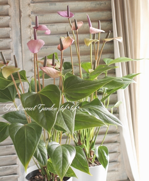 アンスリウム Anthurium KOS× Red