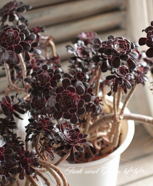 <i>Aeonium arboreum</i><BR><BR>���󥷥�󡦥������˥���<BR>�ع�ˡ�ա�