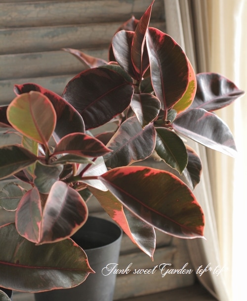 i>Ficus altissima</i><BR><BR>観葉植物<BR>斑入り種ゴムの木<BR