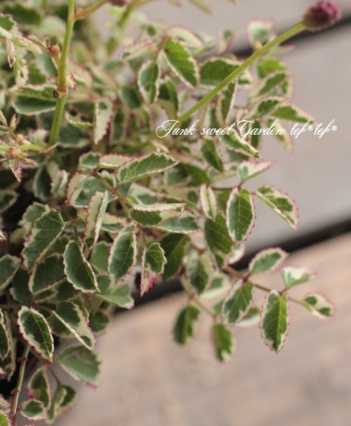 ワレモコウ様 fs9975_1.jpg