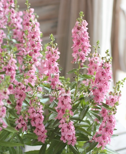 <i>Angelonia angustifolia</i><BR><BR>���󥲥��˥�<BR>�إԥ󥯡�