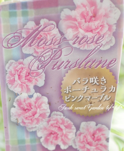 i>Portulaca grandiflora</i><BR><BR>バラ咲きポーチュラカ<BR