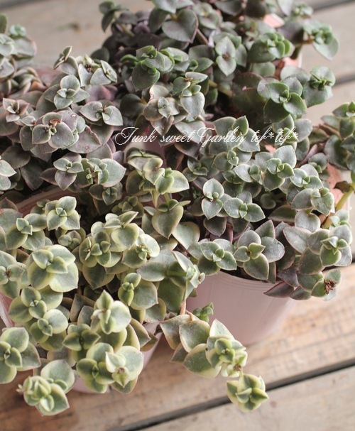 i>Crassula marginalis</i><BR><BR>多肉植物<BR>クラッスラ