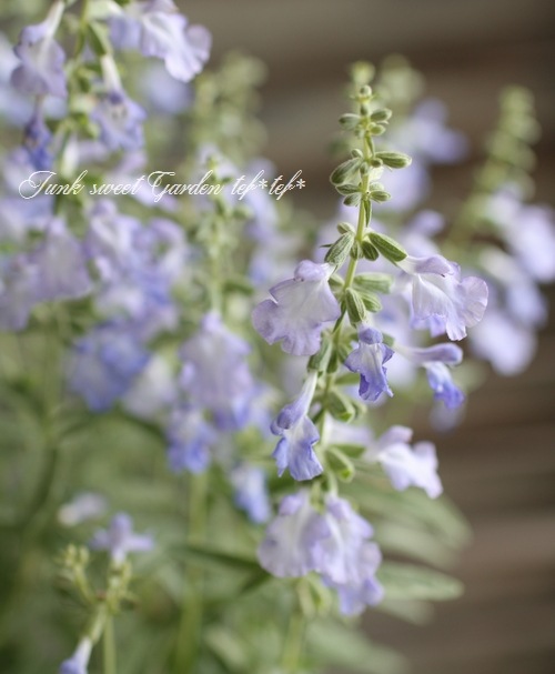 <i>Salvia azurea</i><BR><BR>����ӥ�<BR>�إ����쥢��