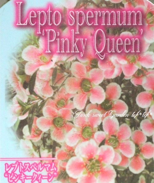 <i>Leptospermum scoparium</i><BR><BR>奦Х<BR>ץȥڥޥ<BR>إԥ󥭡