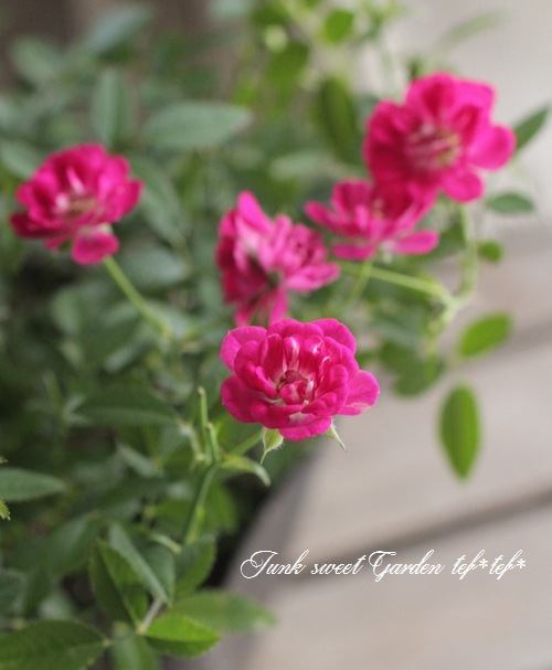 ローズ様 プリザーブドフラワー 『ローズ いずみ カーニバルルージュ 9輪入り