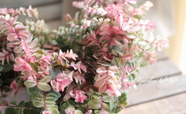 <i>Breynia disticha</i><BR><BR>տʡإ֥쥤˥<BR>̾襦女ХΥ<BR>ͼƤ