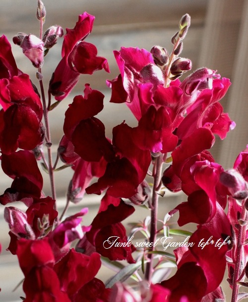 Ƽ�ե��󥮥祽�����إ֥�å��ץ�󥹡� �إ֥��󥺥�åɡ�