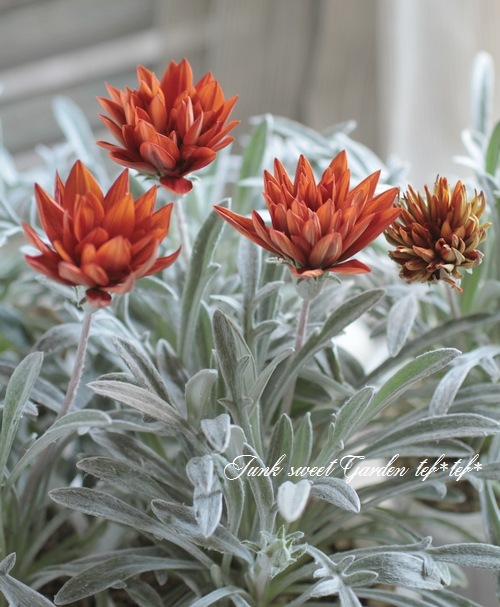 ɺȬź餭˥إ󥸥󥹥ѡ