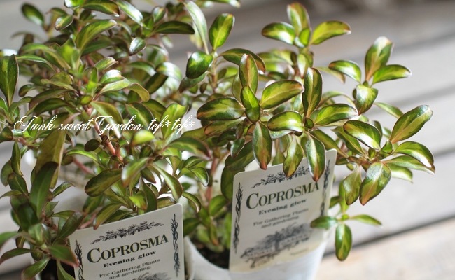 ץޡإ֥˥󥰥١ͼƤƤ