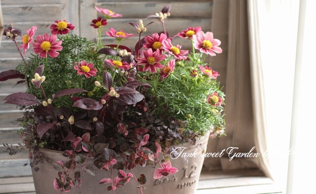 Tef Tef 寄せ植え Br 15 No99 Br Br コスモス アンティーク 寄せ植え Junk Sweet Garden Tef Tef Tef Tef 寄せ植え Br 15 No99 Br Br コスモス アンティーク 寄せ植え Junk Sweet Garden Tef Tef
