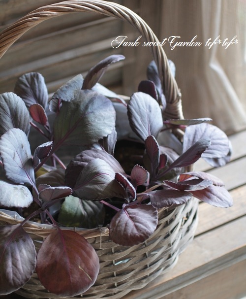 <i>Brassica oleracea var. capitata</i><BR><BR>֥٥</i><BR>إѥӡ