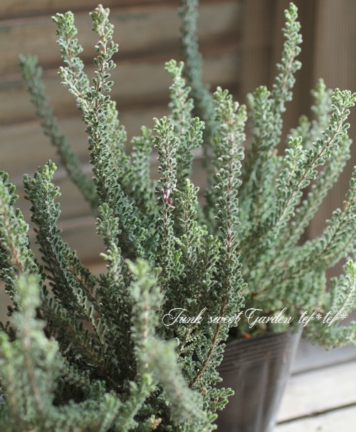 ���롼�ʡ��֥륬�ꥹ���إ���С��ʡ١�No.J��