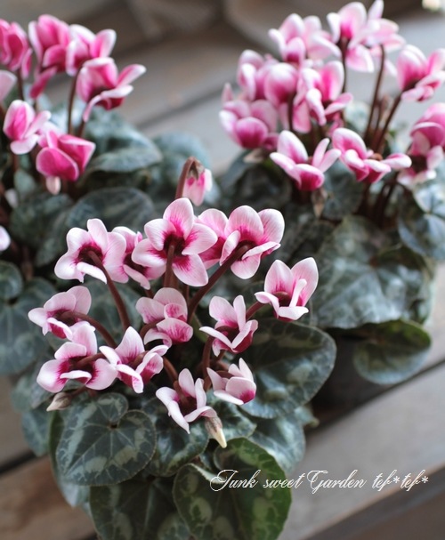 I Cyclamen Peesicum I Br Br オダンラ生まれの最新品種 Br ガーデンミニシクラメン Br ゴブレット すべての商品 Junk Sweet Garden Tef Tef